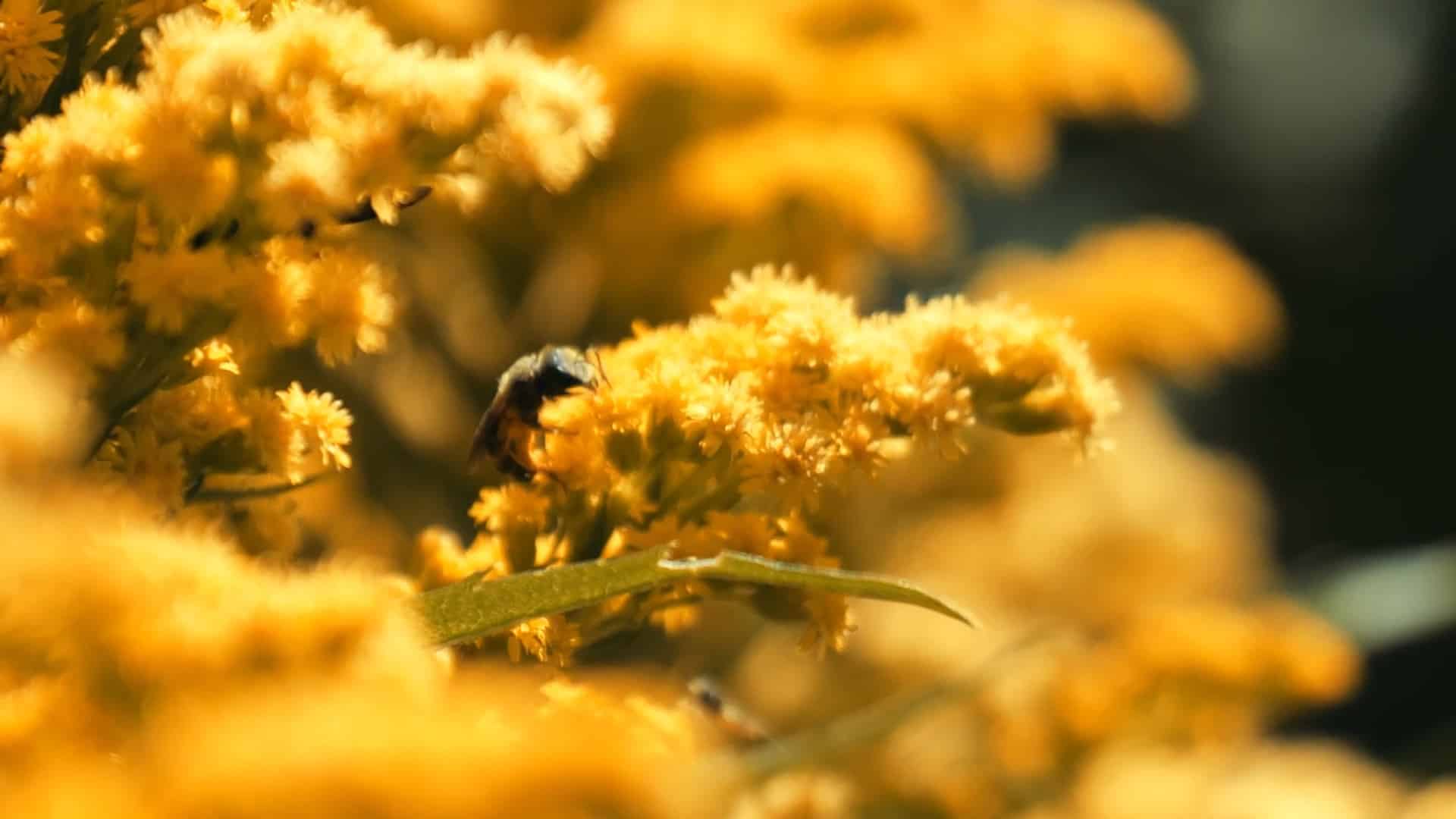 ecology-environmental-science-bees-video-still